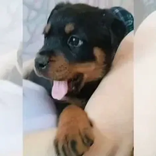 Rottweiler,Rottweiler Filhote Pronto Para Novo Lar