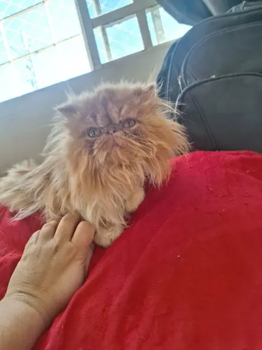 Gato Persa