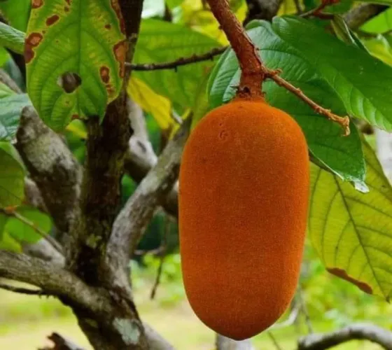 Promoção De 18,00 Por Apenas R$14,00 o kilo Tenho 6 unidades disponíveis pra retirada