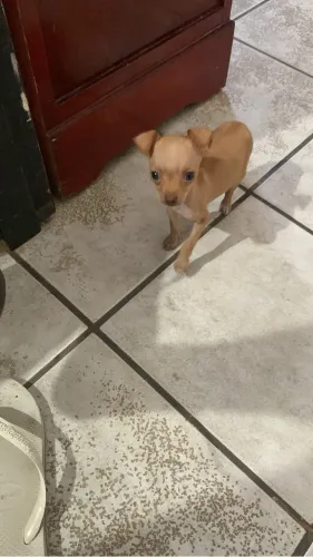 Pincher 0
