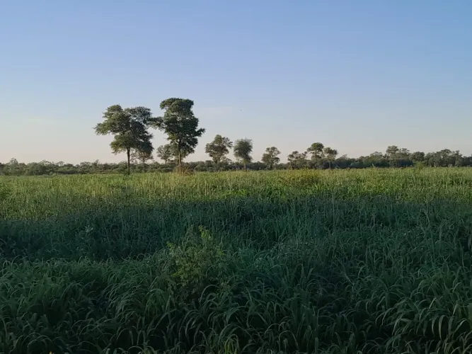 FAZENDA PRÓXIMA À PORTO MURTINHO - MS