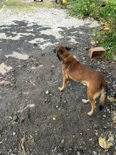Pastor belga de malinois