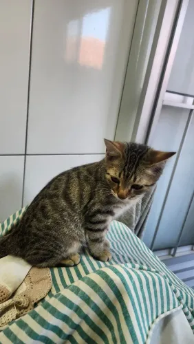 Doa-se Gatinha com cor rajada 
