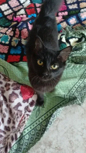 Adoção gato