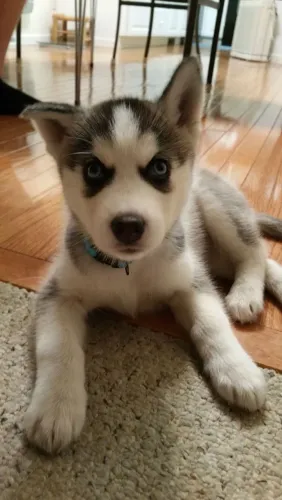 Husky siberiano Cachorrinho que vale a pena colocar na sua lista