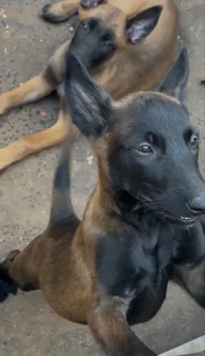 Filhote de malinois 