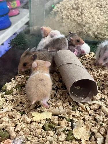 Hamster sírio filhote 