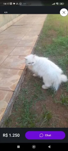 Gata persa fêmea