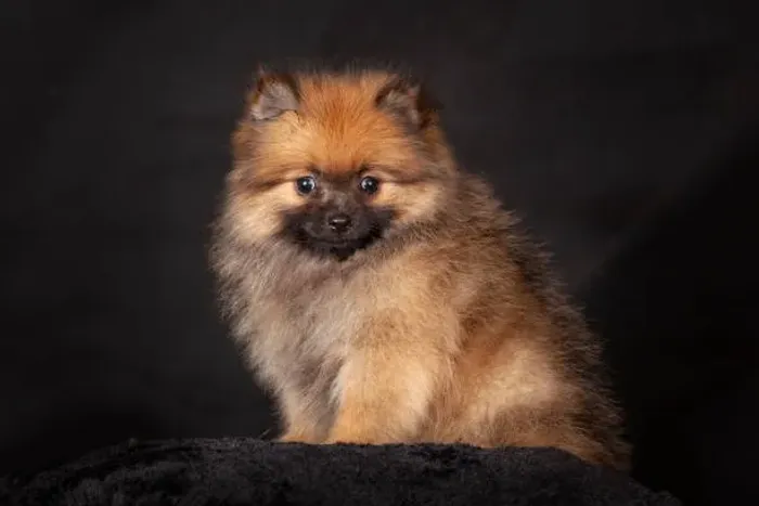 Spitz Alemão Bebê Muito Fofo