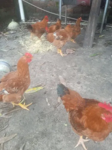 Galinha 