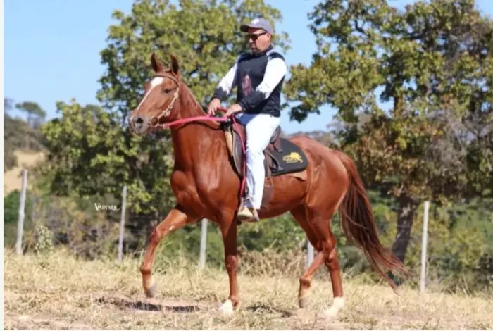 Égua Mangalarga