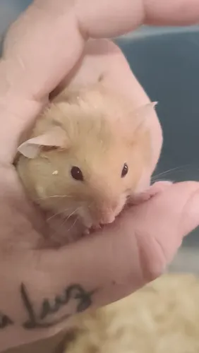 Hamister 