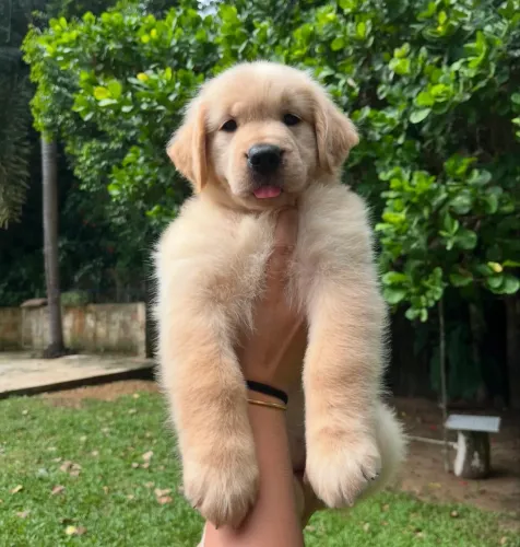 Golden cao guia muito dócil