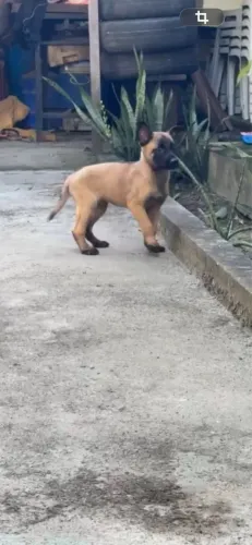 Filhote de pastor malinois
