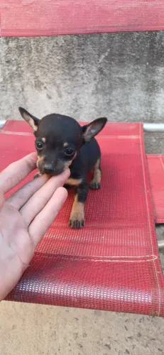 Pincher zerinha