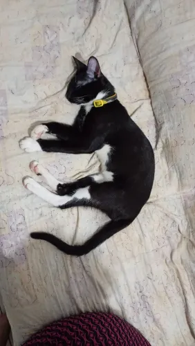 Gatos