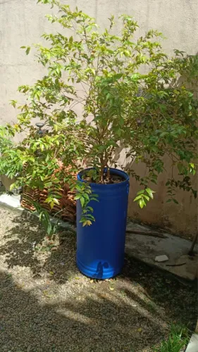 planta jabuticaba