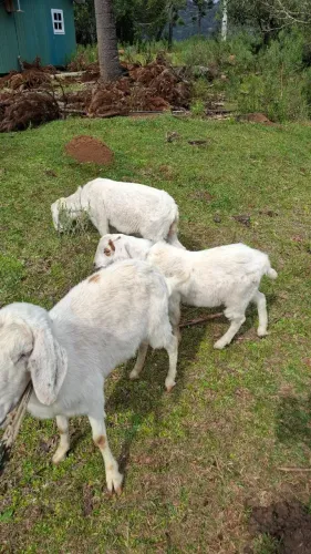 Cabras a venda 