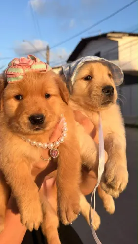 Golden Retriever alto padrão