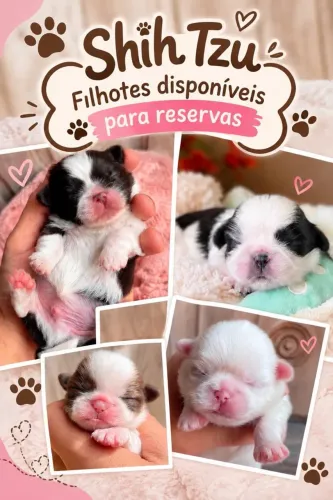 Filhotes De Shih tzu