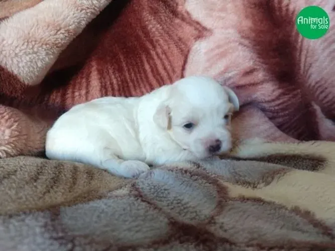Maltês Mini 