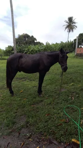 Cavalo 