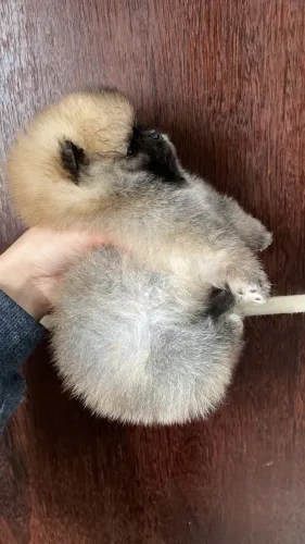Lulu da Pomerania anãos 