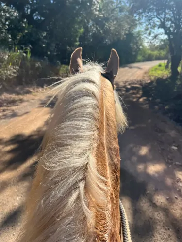 Cavalo baio amarilio