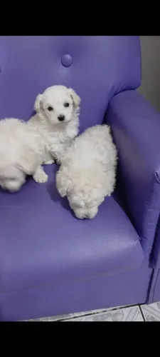Poodle macho e fêmea 