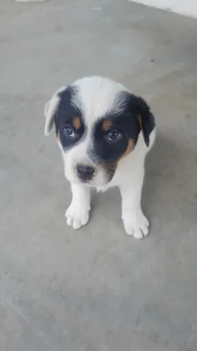 Filhote macho de Blue heller com bordie collie