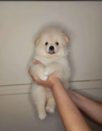 filhote Spitz Alemão, Cãopanheiros fiéis e cheios de amor disponíveis agora!
