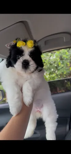 Shih tzu fêmea mini pandinha legítima