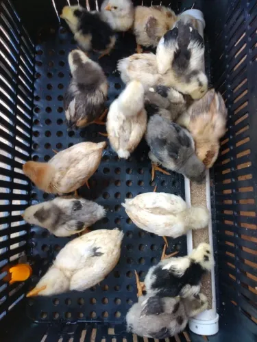 50 Pintinhos caipira com 20 dias de vida