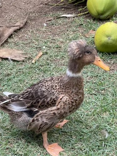 Marreco do pom pom