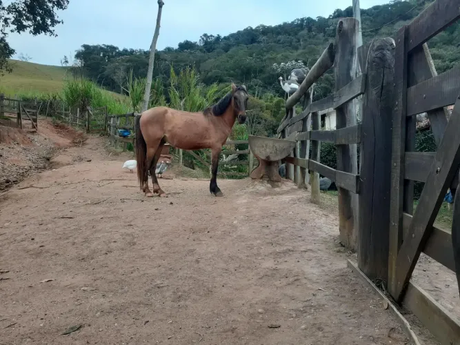 Cavalo 2 anos e meio