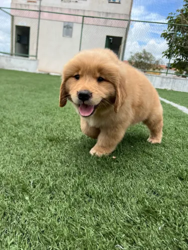 Filhotes de Golden Retriever machos disponíveis