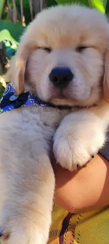 Filhotes Fofos Golden Retriever 