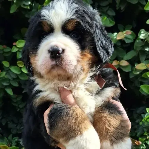 Filhotes de Bernese | Puro encanto em quatro patas.