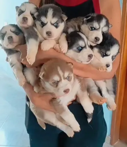 Husky siberiano wooly macho