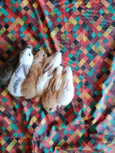 Coelhos 