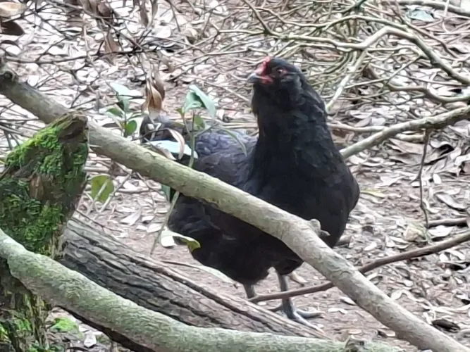 Frangos e Frangas Ameraucana