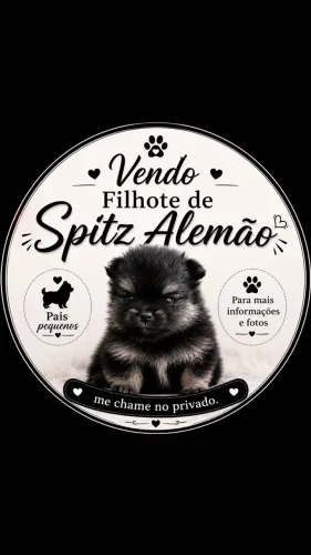Vendo Filhote de Sptiz alemão