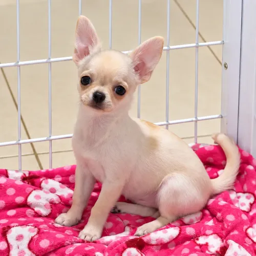 Chihuahua fêmea 