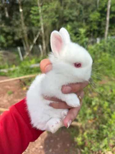 Mini coelho anão netherland
