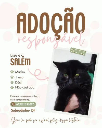 Doa-se gatos 