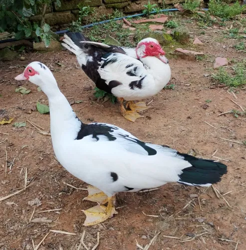 Casal de Patos