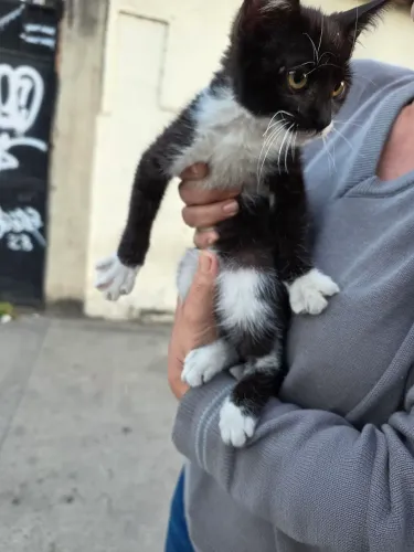 Doação de 3 Gatinhos