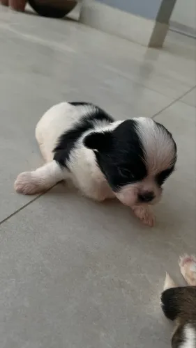 Filhotes de cachorro Shih-Tzu pra venda 