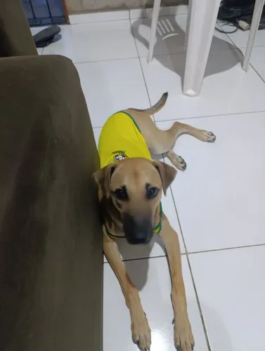 Doa-se Cachorro 