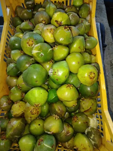 Cambuci maduro congelado 
